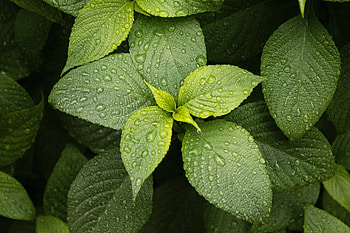 Leaves, Drops, Plant, Macro HD wallpaper