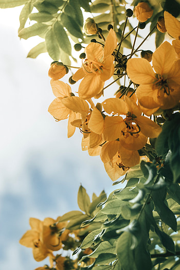 Flowers, Leaves, Plant HD phone wallpaper