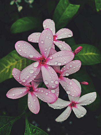 Flowers, Leaves, Pink, Flower, Bloom, Flowering, Tropical HD phone wallpaper