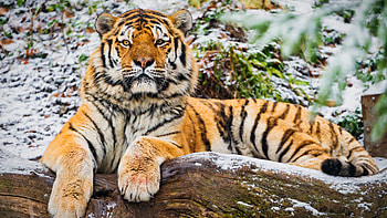 Siberian Tiger HD wallpaper