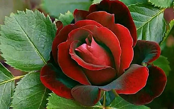 red rose, graphy, roses, red, nature, flowers, beauty HD wallpaper