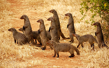 Mongoose, Meerkat species, Desert habitat, Cute animal HD wallpaper