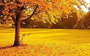 Tree, Nature, Yellow Forest , Backgrounds HD wallpaper