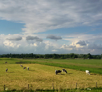 Wonderful view, skylovers, graphy, field, clouds, fields, sky, cattle, cloud HD wallpaper