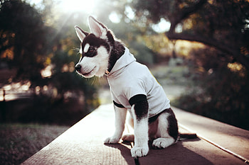 Animals, Muzzle, Puppy, Husky, Clothing HD wallpaper
