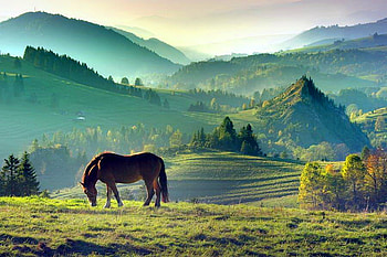Morning solitide, horse grazing, hills, morning, trees, green grass, mountains, hazy sky, mists HD wallpaper