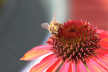 Flower, Macro, Bee, Pollination, Echinacea HD wallpaper