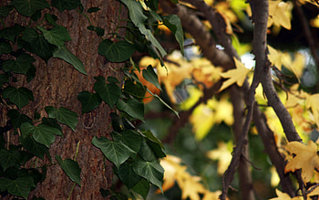 Nature, Leaves, Wood, Tree, Branch HD wallpaper