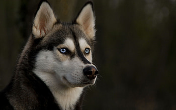 Animals, Dogs HD wallpaper