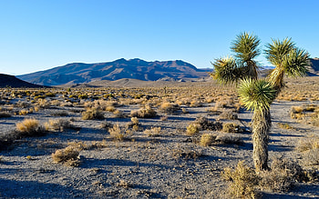 Joshua Tree, Desert oasis, Tree silhouette, Unique HD wallpaper