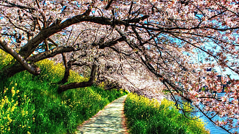 Garden, pathway, trees, blossom HD wallpaper