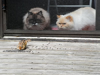 Eating Seeds, cats, deck, seeds, chipmunk HD wallpaper