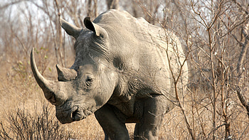 Kruger National Park, Safari holidays, Abercrombie & Kent, African wildlife HD wallpaper