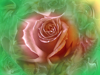 A sweet rose for sweet Miss Kate, rose, pink, swirls, flower, green HD wallpaper