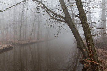 Nature, Reflection, Fog, Branches, Gloomy, Gloomily HD wallpaper