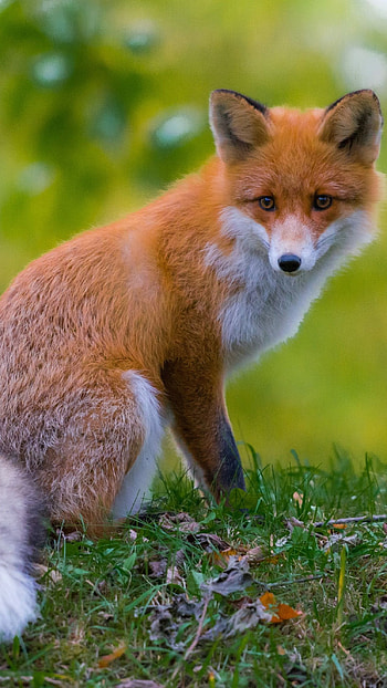 Fox, Adorable, Animal, Cute HD phone wallpaper