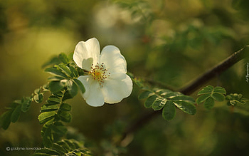 Wild Rose, nature, white, flower HD wallpaper