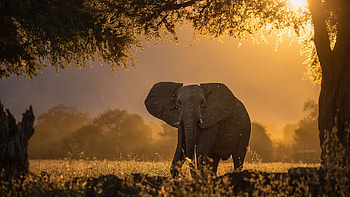 Elephants in nature, Majestic creatures, Sunbeams through the forest, backgrounds HD wallpaper