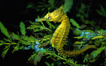 The Knysna, Seahorses HD wallpaper