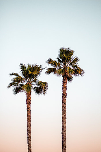 Nature, Sky, Palms, Minimalism HD phone wallpaper