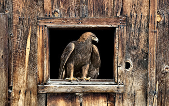 Golden Eagle in Barn Window, animal, golden, bird, graphy, eagle, beautiful, raptor, avian, wide screen, wildlife HD wallpaper