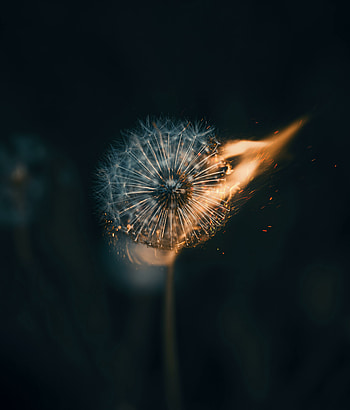 Taraxacum erythrospermum, Flower, fluffy, close up HD phone wallpaper