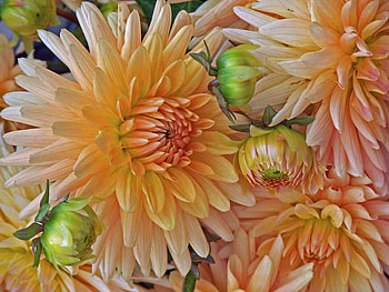GET, flowers, salmon, mums, fall HD wallpaper