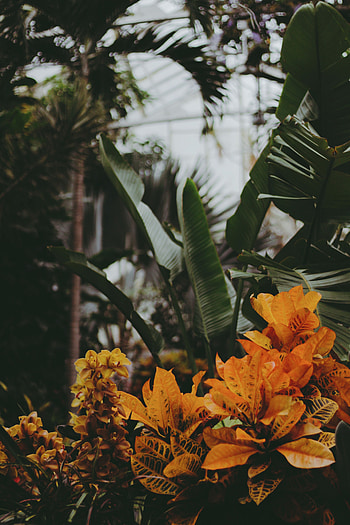 Plants, Flowers, Leaves, Vegetation, Greenhouse HD phone wallpaper