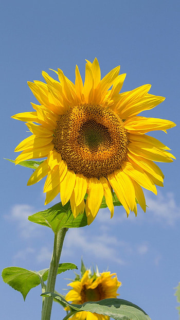 Sunflower , Stunning graphy, Vibrant yellow petals, Nature's beauty HD phone wallpaper