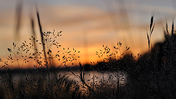 Closeup View Of Gras Plants Blur Silhouette Background Nature HD wallpaper