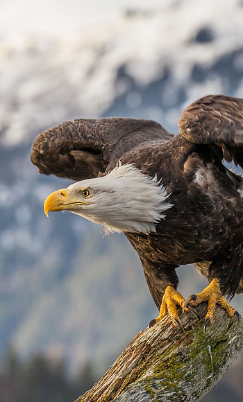 Bald Eagle, , My site, Stunning visuals HD phone wallpaper