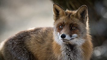 Animals, Fox, Fluffy, Predator, Animal HD wallpaper