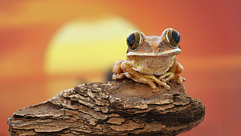 Frog, eyes, animal, rock HD wallpaper