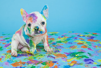 Dog, colorful dog, vibrant , lively HD wallpaper