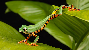 400 frog , Frog species, collection, Animal graphy HD wallpaper
