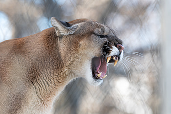 Animals, Puma, Grin, Predator, Wildlife, Fangs, Roar HD wallpaper