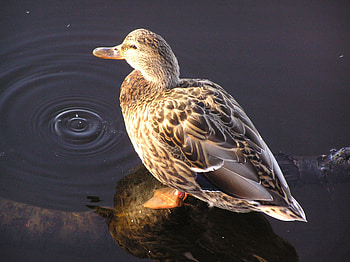 a beautiful duck, duck, com HD wallpaper