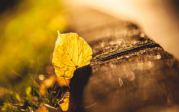VERY BEAUTIFUL NATURE, hot, , cool, , nature, nice HD wallpaper