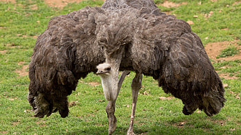 Ostrich safari, West Coast adventure, Close encounters, Exciting wildlife HD wallpaper