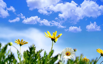Sunny Springtime Wide or | Flowers HD wallpaper