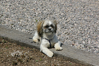 Zeus enjoying the sun, Rocks, Puppies, Gravel, Landscape, Railroad Ties HD wallpaper