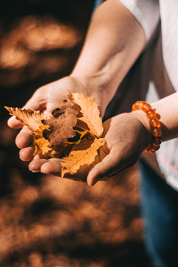 Autumn, Leaves, Miscellanea, Miscellaneous, Hands, Dry HD phone wallpaper