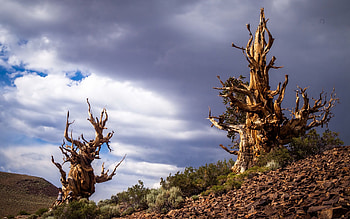 Nature, Trees, Sky, Clouds, California, Ino HD wallpaper