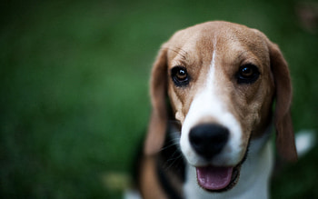 Animals, Dog, Muzzle, Shadow, Nose HD wallpaper