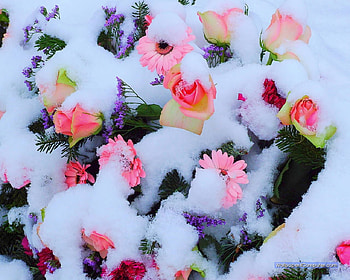 spring snow atop flowers, gorgeous, beautiful, , floowers HD wallpaper