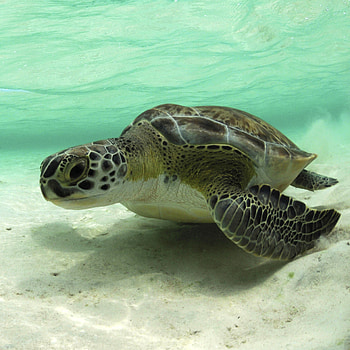Green sea turtle, Rainforest alliance, Sea turtle HD phone wallpaper