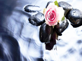 zen, rose, pink, water HD wallpaper