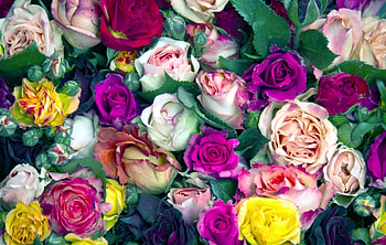 Flowers, Roses, Multicolored, Buds, Lot HD wallpaper