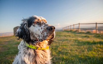Animals, Grass, Dog, Muzzle, Collar HD wallpaper