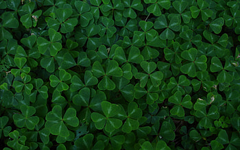 clovers, lucky, graphy, pretty, field, green, nature HD wallpaper